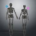 Detailed 3D Rendering Human Skeleton Limb Bones Anatomical Structure Male Female Models