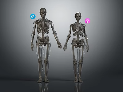 Detailed 3D Rendering Human Skeleton Limb Bones Anatomical Structure Male Female Models 3d model