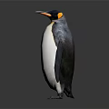 Penguin Standing With Black And White Feathers Yellow Neck Patch Orange Beak On Dark Background