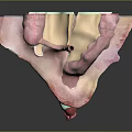 3D Anatomical Illustration of Human Organs and Hair Structures With Detailed Medical View