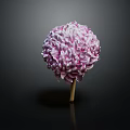Spherical Purple And White Flower With Wooden Stem Against Dark Background