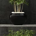 Stylish Bamboo in Black Planter with White Pebbles Against Dark Background Wall on Gravel Shelf