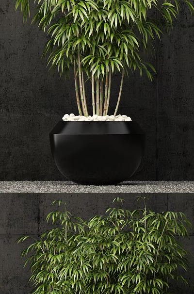 Stylish Bamboo in Black Planter with White Pebbles Against Dark Background Wall on Gravel Shelf 3d model