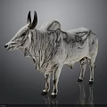 White Brahma Bull With Black Horns Standing On Gray Background Surface