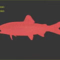 Fish Freshwater Fish Sea Fish Animal Game Animal Cartoon Animal Realistic Animal 3d model