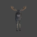 A Majestic Moose With Large Antlers Standing On White Background