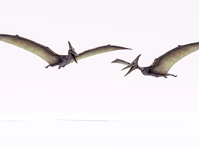 Prehistoric Flying Reptiles Pterosaurs Soaring High In Clear Sky With Broad Wings 3d model