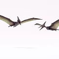 Prehistoric Flying Reptiles Pterosaurs Soaring High In Clear Sky With Broad Wings