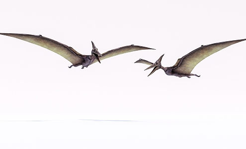 Modern Pterosaur Dinosaur 3d model