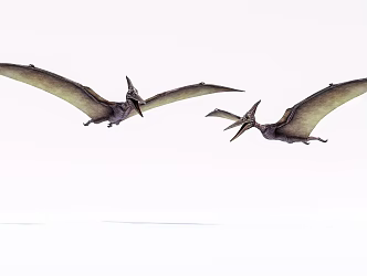 Modern Pterosaur Dinosaur 3d model