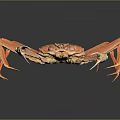 Orange Crab With Long Legs On Black Background Showing Reflection 3d model