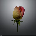 Vibrant Rose with Pink and Yellow Gradient Petals Green Stem and Leaves on Gray Background