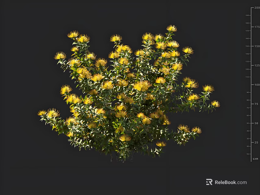 Vibrant Yellow Flowers Blooming On Lush Green Leaf Shrub Plant 3d model 