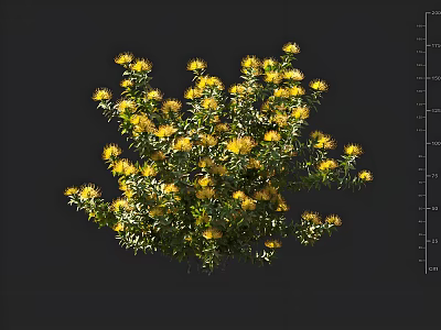 Vibrant Yellow Flowers Blooming On Lush Green Leaf Shrub Plant 3d model