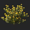 Vibrant Yellow Flowers Blooming On Lush Green Leaf Shrub Plant