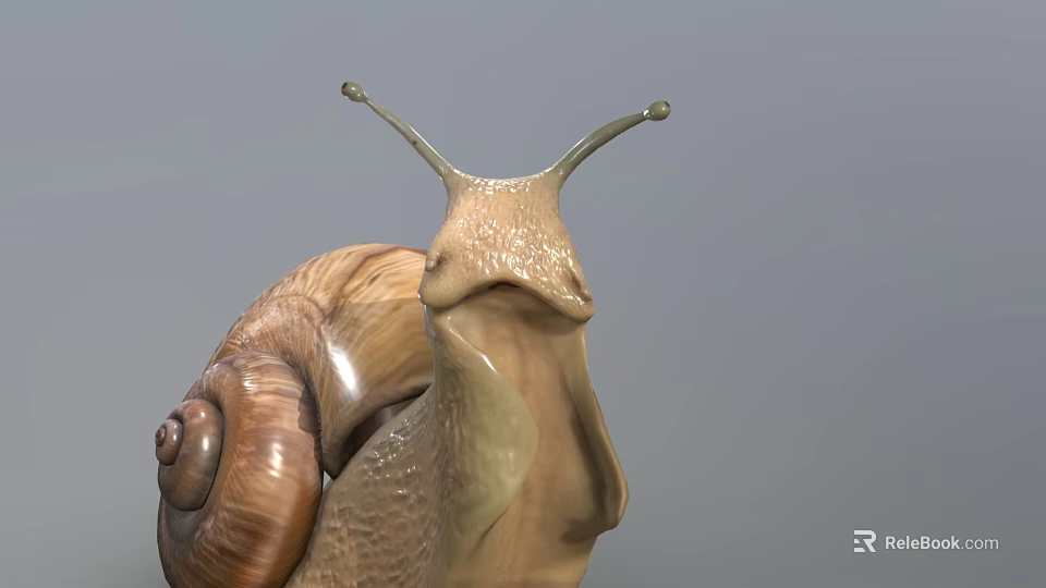 Detailed Snail Close Up With Brown Shell And Extended Antennae On Gray Background 3d model 