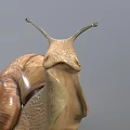 Detailed Snail Close Up With Brown Shell And Extended Antennae On Gray Background