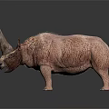 Rhinoceros 3D Model With Large Horn Furry Body Dark Background And Reflection Effect