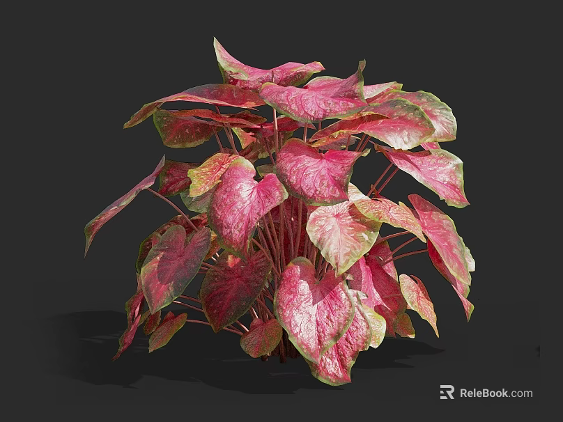 Vibrant Colorful Plant With Red Pink Leaves And Lush Tropical Foliage 3d model 