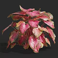 Vibrant Colorful Plant With Red Pink Leaves And Lush Tropical Foliage