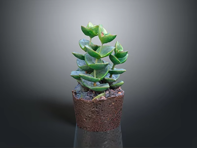 Green Succulent Plant With Stacked Fleshy Leaves In Small Brown Soil Pot 3d model