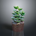 Green Succulent Plant With Stacked Fleshy Leaves In Small Brown Soil Pot