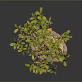 Bonsai Plant With Green Yellow Leaves Brown Trunk In Red Pebble Pot On Gray Background