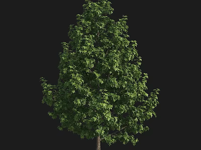 Lush Green Arbor With Dense Foliage And Strong Trunk On Black Background 3d model