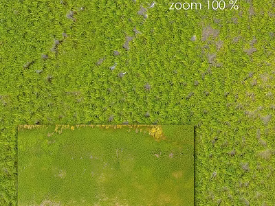 Aerial View Of Lush Green Vegetation With Zoom Detail Section 3d model