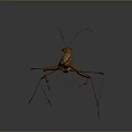 Brown Green Praying Mantis With Long Legs And Wings On Gray Background