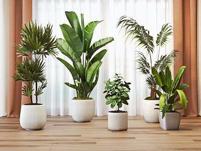 Bonsai Potted Plants with Green Foliage in White and Light Gray Pots on Wooden Floor 3d model