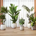 Bonsai Potted Plants with Green Foliage in White and Light Gray Pots on Wooden Floor