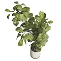 Lush Green Bonsai Plant With Healthy Leaves In White Ceramic Pot For Indoor Home Decoration