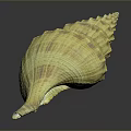 Spiral Shaped Yellow Brown Conch Shell With Textured Surface And Smooth Finish 3d model