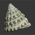 Marine Mollusk With White And Green Conical Wavy Raised Shell On Black Background With Reflection