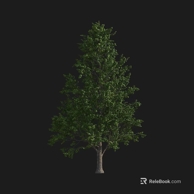 Detailed Realistic Arbor Featuring Lush Green Foliage and Sturdy Trunk on Black Backdrop 3d model 