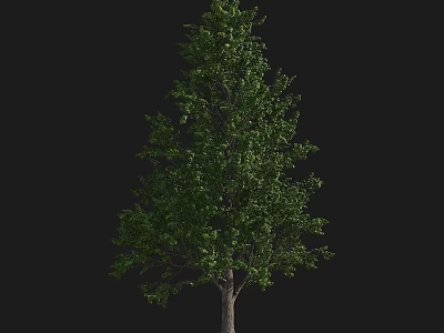 Detailed Realistic Arbor Featuring Lush Green Foliage and Sturdy Trunk on Black Backdrop 3d model