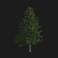 Detailed Realistic Arbor Featuring Lush Green Foliage and Sturdy Trunk on Black Backdrop