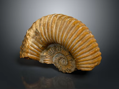Ancient Ammonite Fossil With Spiral Shell And Detailed Texture From Marine Animal 3d model