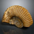 Ancient Ammonite Fossil With Spiral Shell And Detailed Texture From Marine Animal