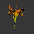 Vibrant Orange Flower With Green Stem As Garden Horticultural Accent Piece