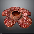 Anatomical Organ Featuring Hair Like White Spots And Red Petal Like Structures