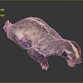 Beiji Badger American Badger Fur Tasmanian Badger Wolverine Badger Animal Wild Animal 3d model