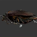 Shiny Metallic Purple Beetle With Orange Edges And Detailed Legs On Dark Background