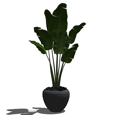 Indoor Potted Plant With Large Green Leaves In Black Decorative Pot 3d model