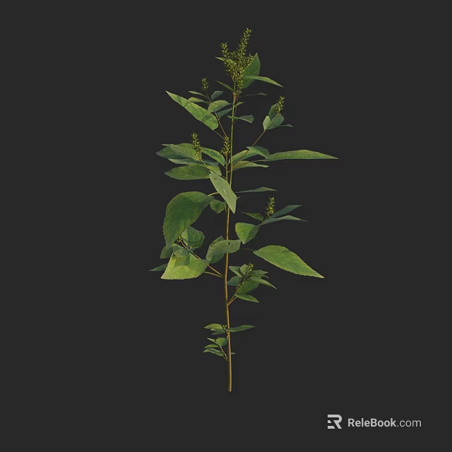 Green Leafy Plant With Small Spikelets Growing On Black Background 3d model