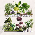 Various Types of Potted Plants with Decorative Ceramic Pots for Indoor Home Decoration