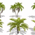 Tall Palm Trees With Green Fronds And Natural Shadows On White Background