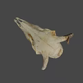 Ancient Cow Skull Specimen At Australian National University Archaeology Research