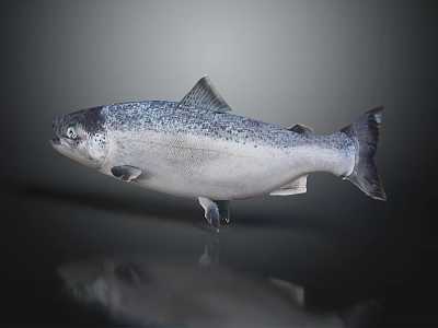 Whole Fresh Salmon Fish with Silver Body and Black Spots on Dark Background with Reflection 3d model